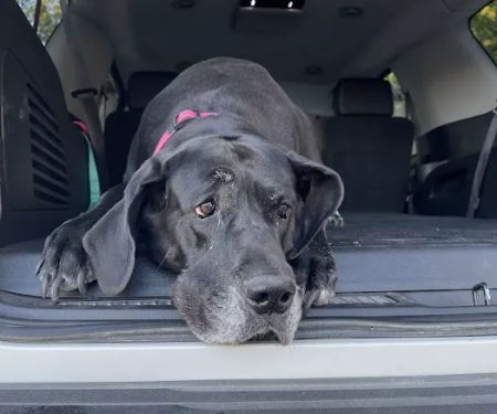 The Veterinary Clinic PC