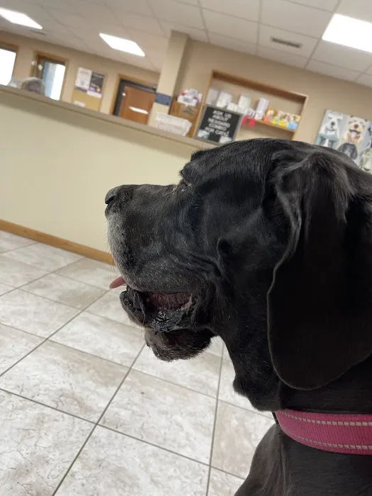 The Veterinary Clinic PC Picture 4