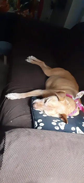 Kahoka Veterinary Clinic Picture 1