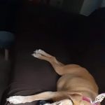 Kahoka Veterinary Clinic