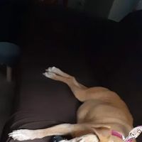 Kahoka Veterinary Clinic ico