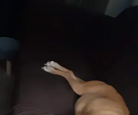 Kahoka Veterinary Clinic