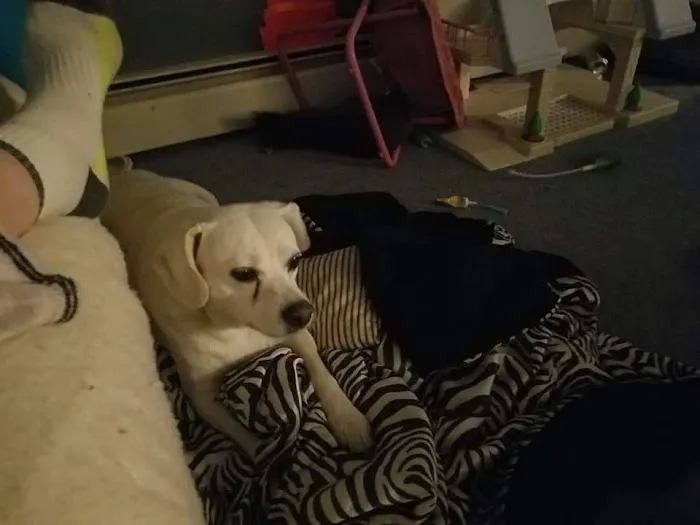 Kahoka Veterinary Clinic Picture 2