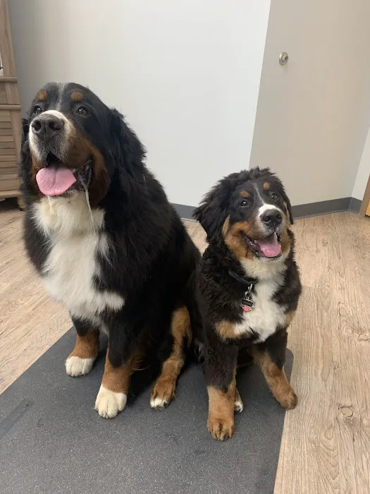 Silver Spring Animal Wellness Center Picture 2