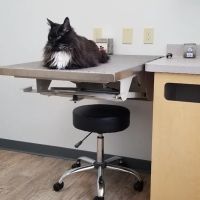 Silver Spring Animal Wellness Center ico