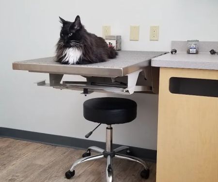 Silver Spring Animal Wellness Center