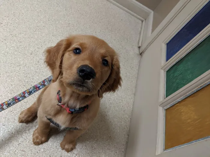 Silver Spring Animal Wellness Center Picture 5