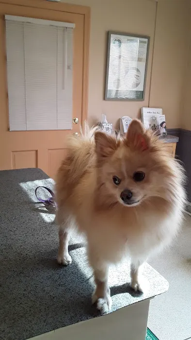 Silver Spring Animal Wellness Center Picture 4