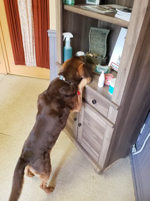 Silver Spring Animal Wellness Center Picture 3