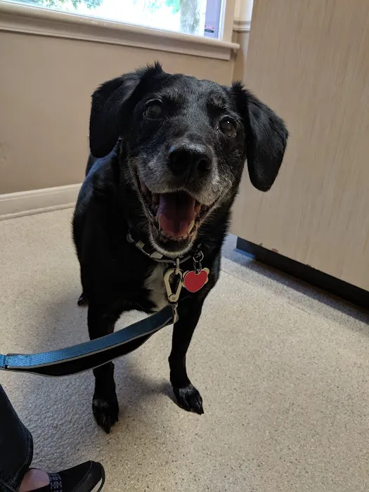 Silver Spring Animal Wellness Center Picture 7