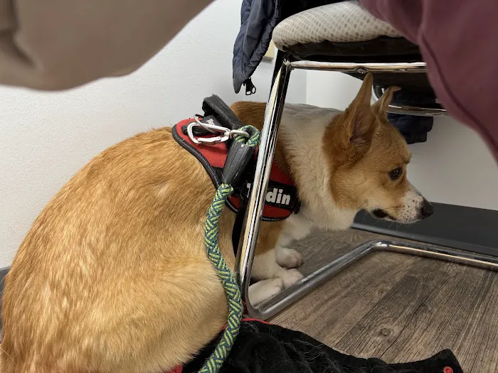 Silver Spring Animal Wellness Center Picture 8