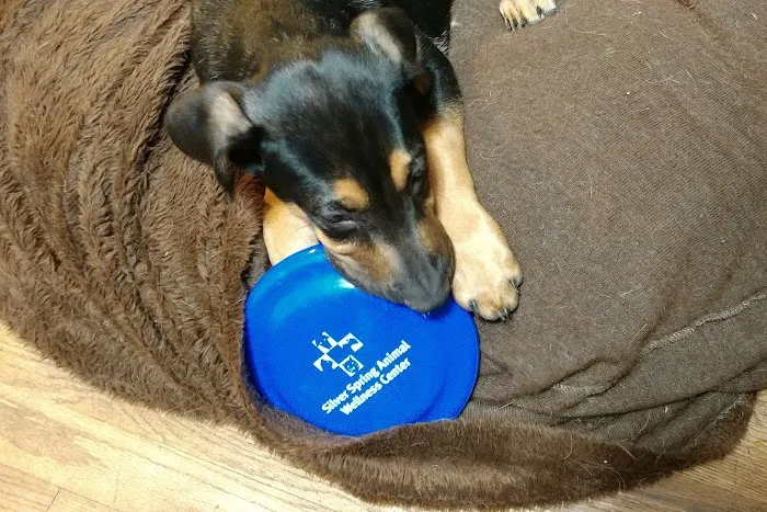 Silver Spring Animal Wellness Center Picture 9