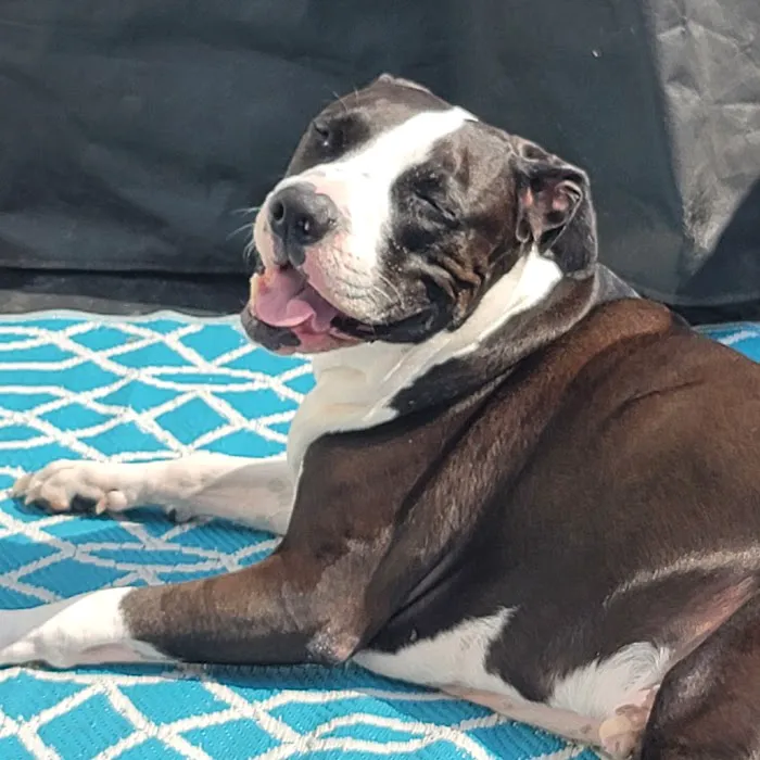 Silver Spring Animal Wellness Center Picture 10