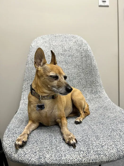 Good Land Veterinary Clinic Picture 3