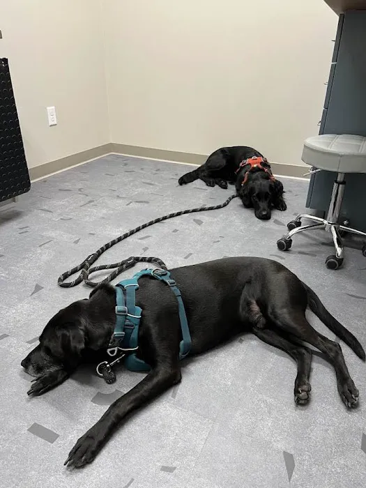 Good Land Veterinary Clinic Picture 2