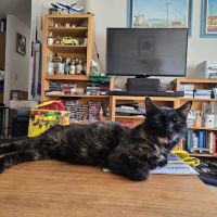 Good Land Veterinary Clinic ico