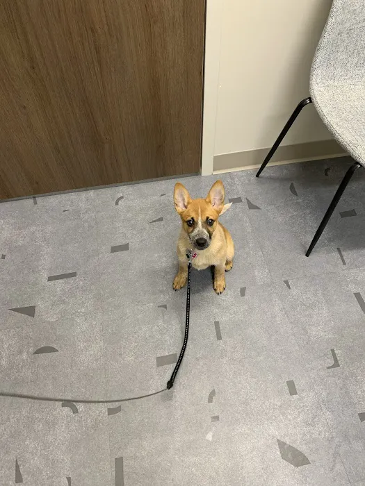 Good Land Veterinary Clinic Picture 5