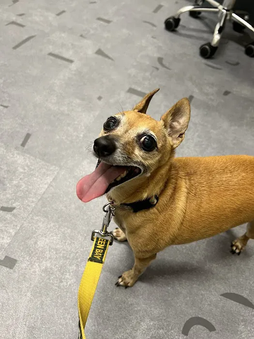 Good Land Veterinary Clinic Picture 4