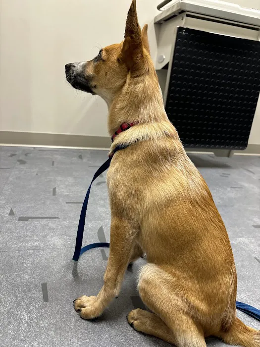 Good Land Veterinary Clinic Picture 7