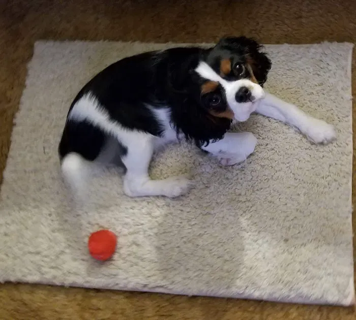 Good Land Veterinary Clinic Picture 8