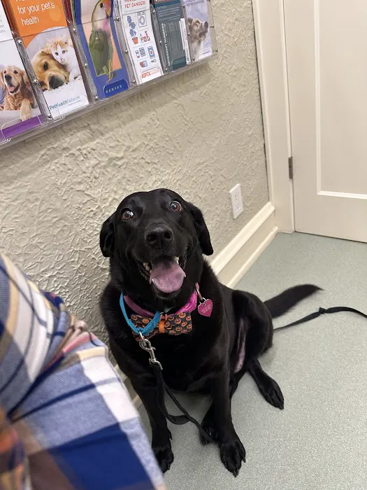 My Pet's Vet Picture 3