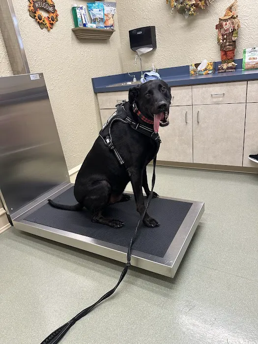 My Pet's Vet Picture 4