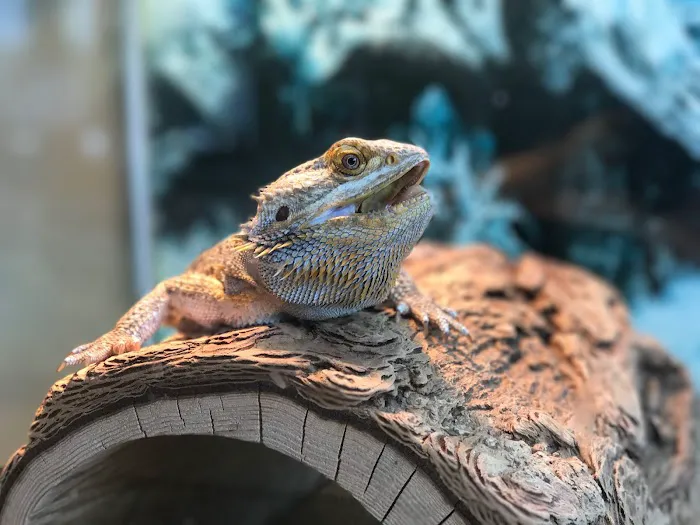 My Pet's Vet Picture 6