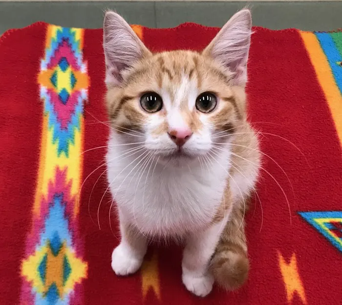 My Pet's Vet Picture 9