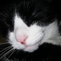 Terry Jacobs, DVM ico