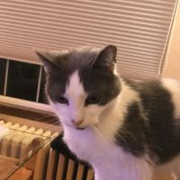 Park Pet Hospital ico