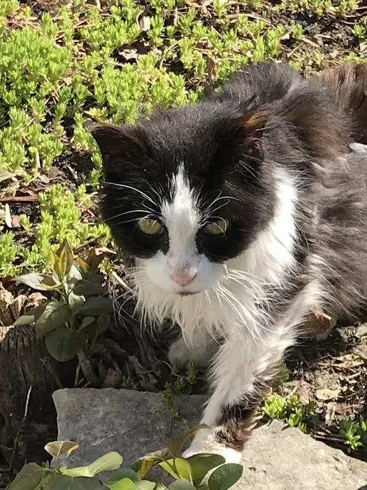 Park Pet Hospital Picture 2