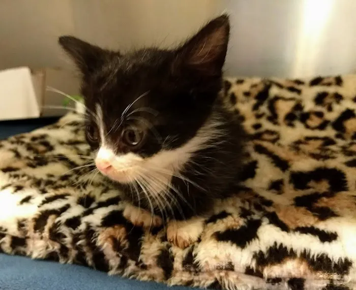 Park Pet Hospital Picture 7