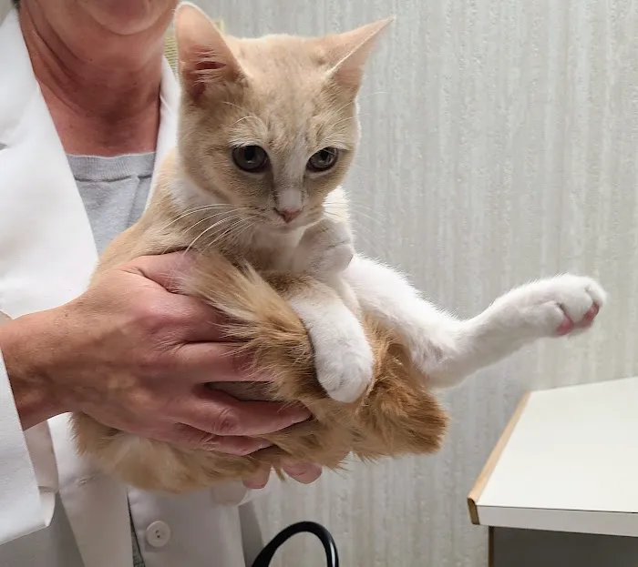 Park Pet Hospital Picture 8