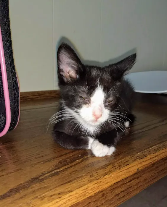 Park Pet Hospital Picture 6