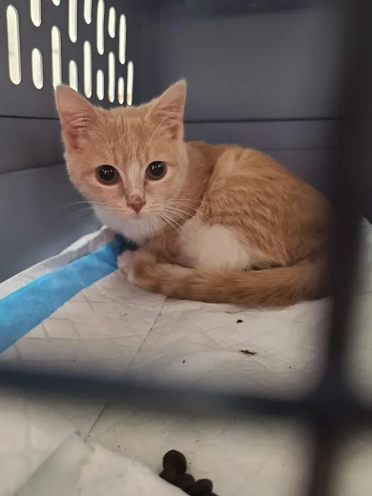 Park Pet Hospital Picture 4