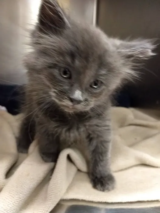 Park Pet Hospital Picture 9