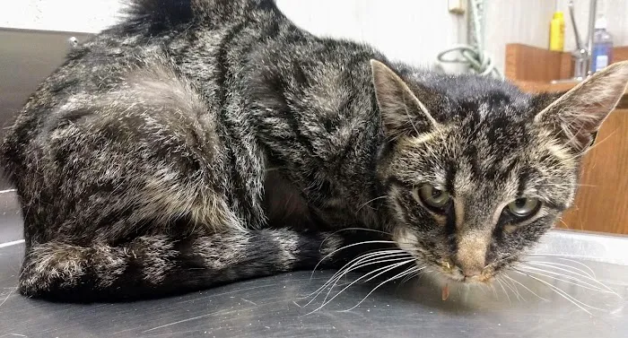 Park Pet Hospital Picture 10