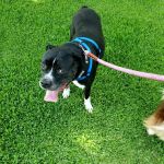 Animal Hospital of Mid County