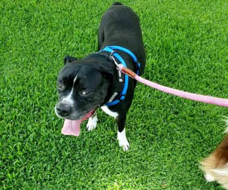 Animal Hospital of Mid County