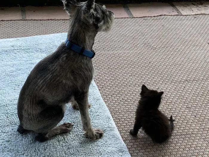 Animal Hospital of Mid County Picture 2