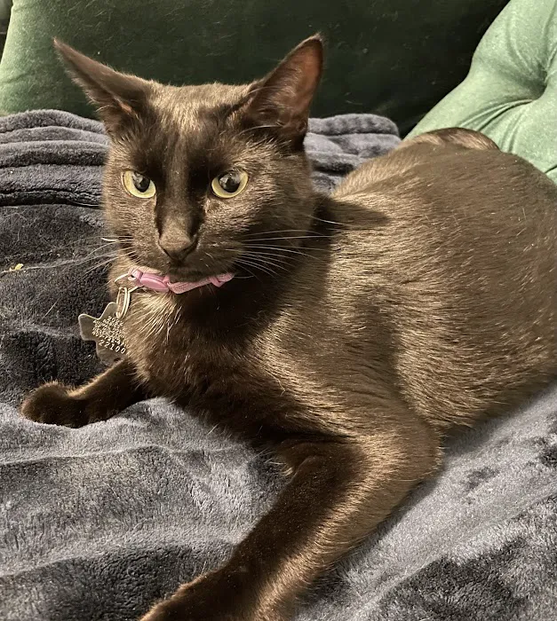 Animal Hospital of Mid County Picture 5