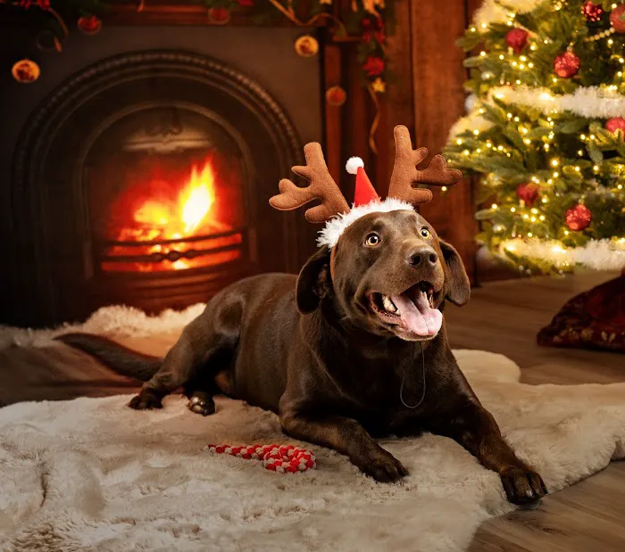 Animal Hospital of Mid County Picture 6