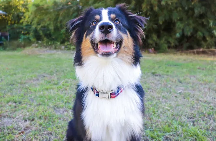 Animal Hospital of Mid County Picture 7