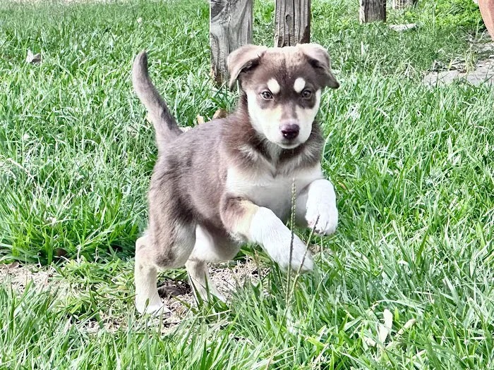 Animal Hospital of Mid County Picture 10