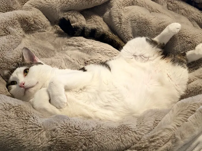 Animal Hospital of Mid County Picture 9