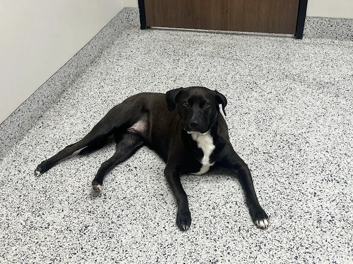 Neighborhood Veterinary Centers - Nederland Picture 1