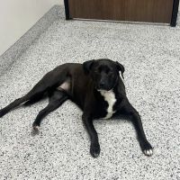 Neighborhood Veterinary Centers - Nederland ico