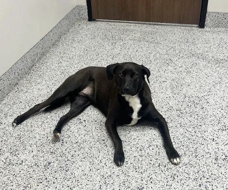 Neighborhood Veterinary Centers - Nederland