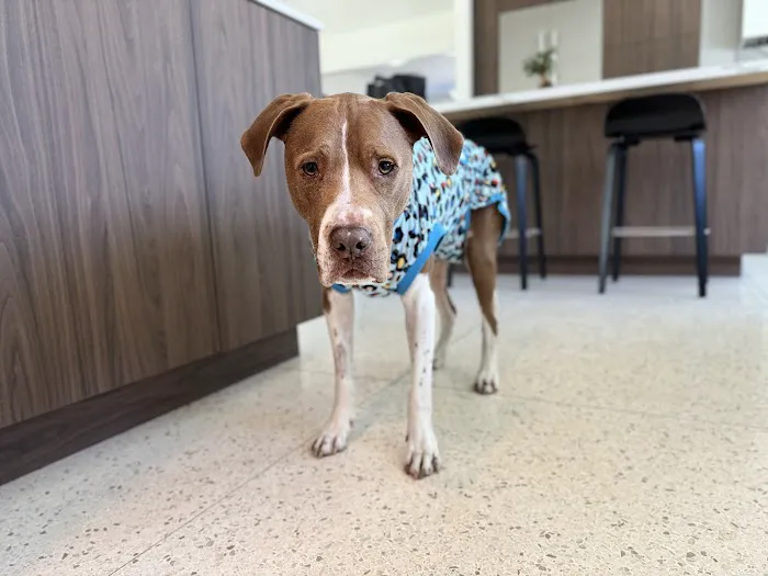 Neighborhood Veterinary Centers - Nederland Picture 2