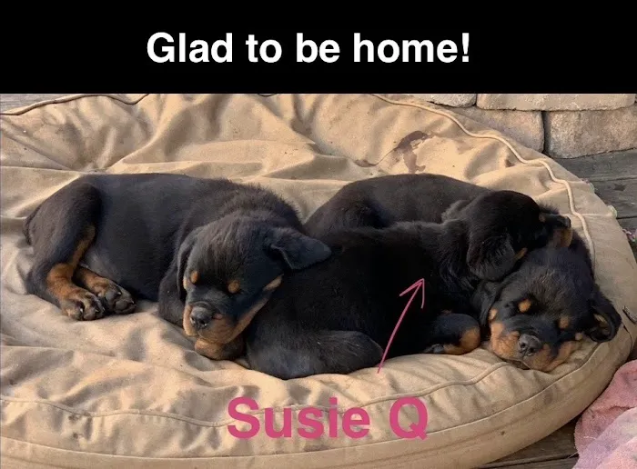 Neighborhood Veterinary Centers - Nederland Picture 4